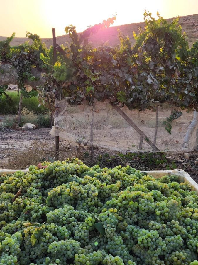 Carmey Avdat Farm Midreshet Ben Gurion Extérieur photo