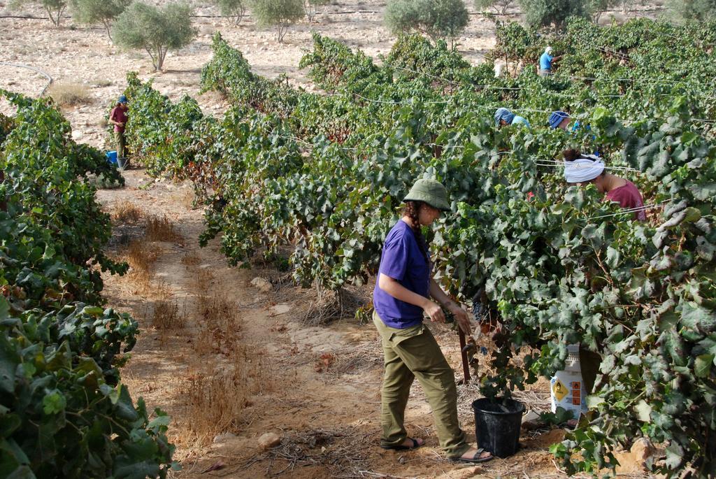 Carmey Avdat Farm Midreshet Ben Gurion Extérieur photo